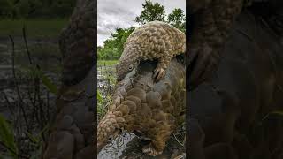 5 Things You Didnt Know About the Pangolin 🐾 [upl. by Suoiluj787]