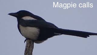 magpie calls [upl. by Brackely]