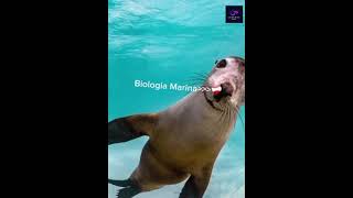 Marine biology biology animals [upl. by Miah]