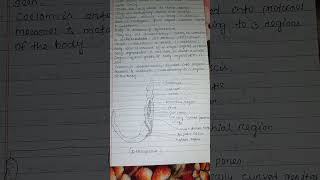 General characteristics of hemichordata zoology note viralvideo zoology 3rdsemester [upl. by Esilahc]