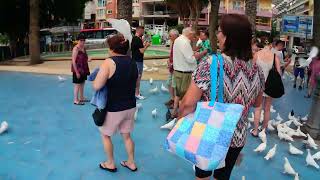 Benidorm Poniente Beach Doves 050924 [upl. by Anselm]