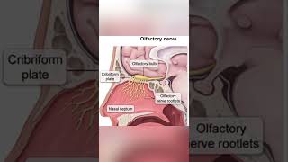 La hermosura del primer par craneal sobre la placa cribiforme del hueso etmoides… Nervio olfatorio [upl. by Gonta]