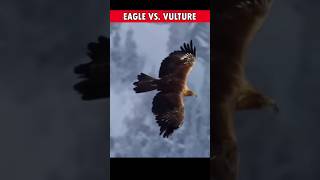 Sky Battle Eagle vs Vulture Clash 🦅 shorts eagles vulture clash factblitzkrieg [upl. by Merola]