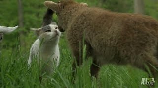 A Goat a Lamb and a Rabbit Walk Out of a Farm  Too Cute [upl. by Yazbak]