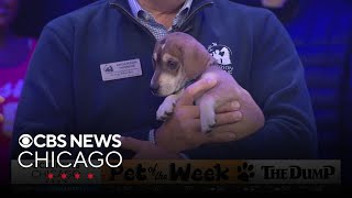 Pet Rescue Spotlight Ghost at Anderson Humane [upl. by Aneev462]