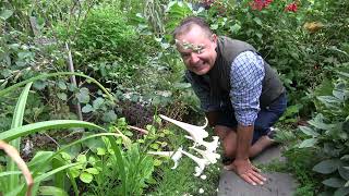 Collecting seeds from plants in your garden [upl. by Iddo]