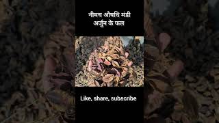 नीमच औषधि मंडी भाव। अर्जुन के फल का भाव । neemuch mandi bhav shorts [upl. by Charisse806]