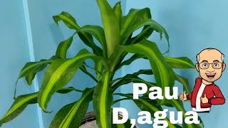 Pau D água planta ornamental para todos ambientes [upl. by Eissim]