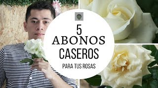 ABONOS CASEROS PARA TENER ROSAS INCREIBLES [upl. by Angadreme]