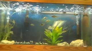 African Cichlid breeding setup [upl. by Amitaf924]