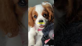 Cavalier King Charles Spaniel beautifulthailand pettravel dogbreed catlover petfriendlytravel [upl. by Aihtiekal]