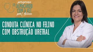 Conduta clínica no felino com obstrução uretral [upl. by Reedy700]