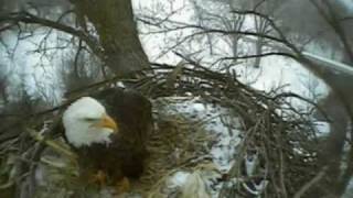 Decorah Bald Eagles visit nest today 020810 Fish Hatchery IA [upl. by Grose833]