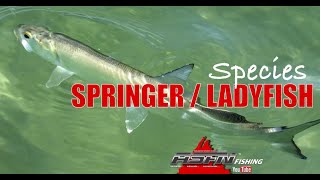 SpringerLadyfish ASFN Fishing Species [upl. by Bannon]