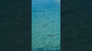 Sharks in Ashkelon [upl. by Amliv742]