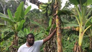 Tips on harvesting plantains [upl. by Yanehc]