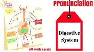 Pronunciación en inglés  THE DIGESTIVE SYSTEM [upl. by Nylknarf]