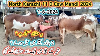 North Karachi 11 D Cow Mandi Latest Update l Cow Mandi Karachi l Cow Mandi 2024 l [upl. by Naivatco]