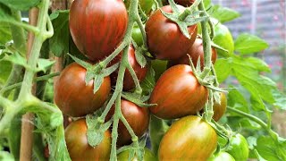 Tomato Shimmer  Solanum lycopersicum [upl. by Lanuk]