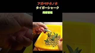 【悲劇】アガベチタノタの発根管理3回目 723 観葉植物 アガベチタノタ チタノタ plants アガベshorts タイガーシャーク チタノタ ヤフオク [upl. by Pinsky]