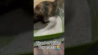 Tired of litter Tray mess🥱 [upl. by Nomyaw]