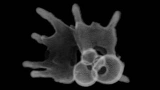 CT scan fossil Planktonic foraminifera  浮遊性有孔虫 [upl. by Solana]