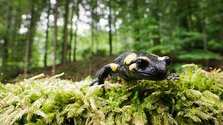 Die Kleiderordnung der Tiere Wer trägt was und warum Natur Dokumentation Trailer [upl. by Salahi]