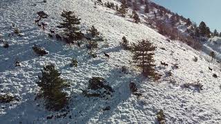 cervi a Monte Genzana [upl. by Sabine]