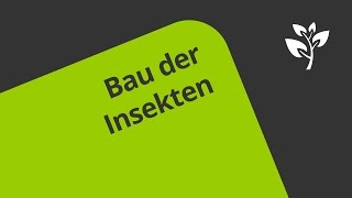 Der Bau von Insekten  Biologie  Ökologie [upl. by Ahsemo997]