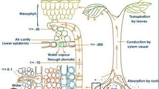 Transpiration Pull Theory Cohesion Adhesion Theory  Ascent of sap Part 1 [upl. by Kirrad879]