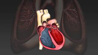 The cardiac cycle [upl. by Bonnette]