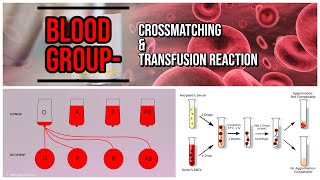 Blood Group  Crossmatching amp Transfusion Reaction  blood bank [upl. by Aamsa]