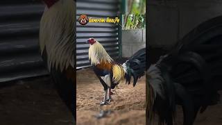 Black gold game farm gamefowl [upl. by Kostman524]