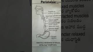 Peristalsis shorts youtube biology [upl. by Bouton902]