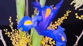 Blue Dutch Iris and Yellow Mimosa Floral Arrangement Ideas [upl. by Julissa]