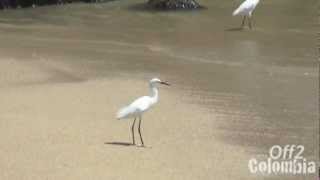 Tayrona Park Colombia  Beautiful Nature Reserve  Parque Nacional Tayrona [upl. by Sontag]