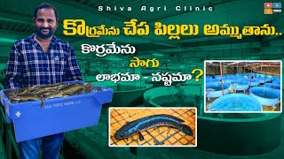 Korameenu Fish Farming  కొర్రమేను చేపల పెంపకం  Murrel Fish Farming  Shiva Agri Clinic [upl. by Bahr160]