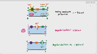 156 Action Potential Depolarization amp Repolarization Cambridge AS A Level Biology 9700 [upl. by Hollie]