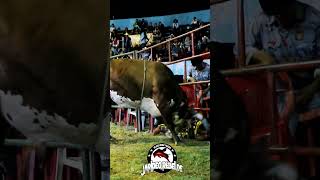 NO SE LE RAJO APESAR DE LOS JUNTONES Caballo Jr De Tlalmanalco Vs Titi jaripeorebelde [upl. by Eladnar]