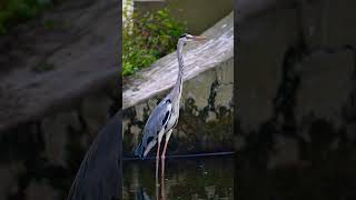 Grey Heron birds wildlife herons [upl. by Follmer]