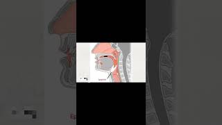 Epiglottis function [upl. by Alorac]