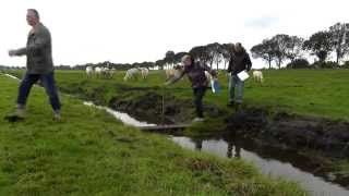 Boerderij Wennekers  boeren golf  klompen schilderen  biologisch vlees [upl. by Aihsile173]