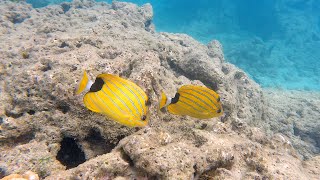 Snorkeling in Hanauma Bay Nature Preserve Hawaii snorkeling hawaii oahu hanaumabay [upl. by Mallin]