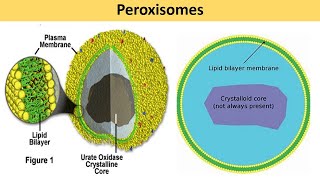 Peroxisomes [upl. by Keare]