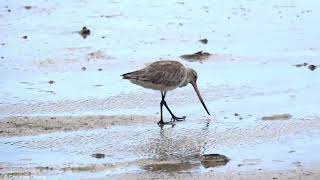 Bartailed Godwit Limosa lapponica [upl. by Herriott]