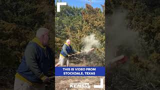 Video shows clouds of cedar pollen rising from trees causing misery to allergy sufferers shorts [upl. by Ynohtnaluap895]