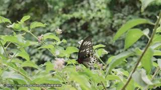 Troides Ornithoptera priamus richmondia [upl. by Eitten]