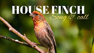 House Finch  Song amp Call [upl. by Bob]