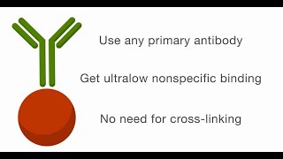 Covalent Coupling of Antibodies to Magnetic Beads  Fast and Efficient [upl. by Sileray]