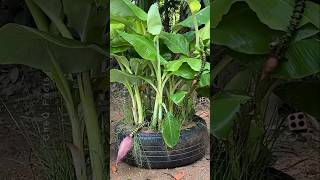 How to Grow Banana at Home with New Technique 🍌 plants shorts farming [upl. by Lexi]